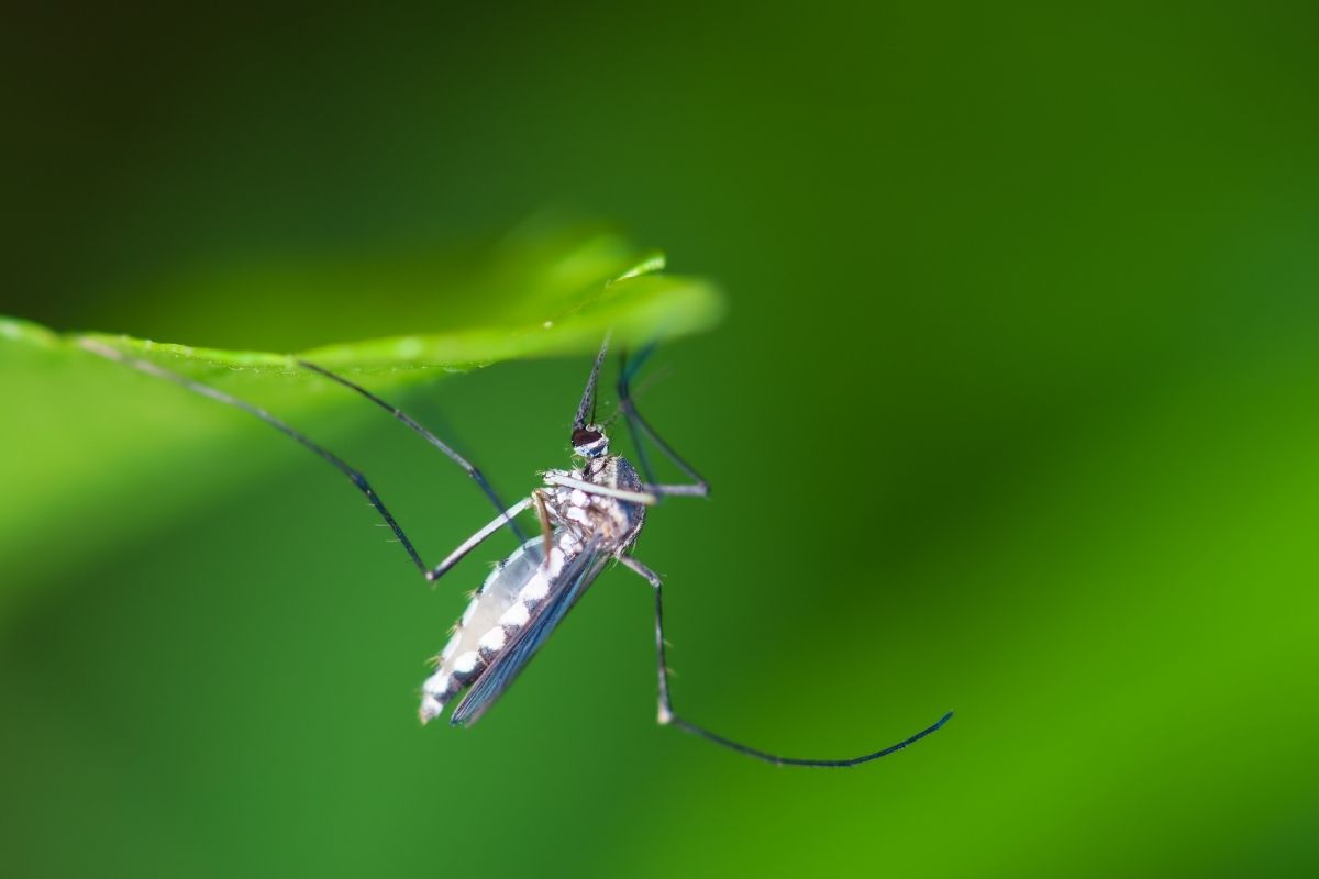 Zanzare Giardino