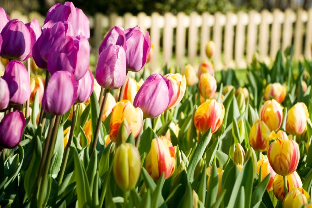 tulipani piante d'estate