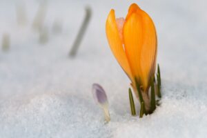 Manutenzione Giardino Inverno